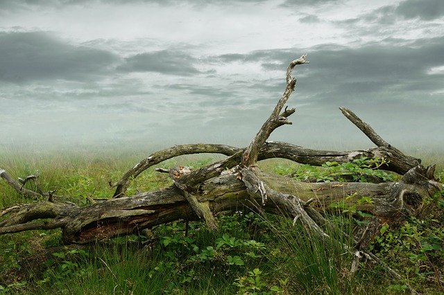 Pourquoi les arbres tombent-ils ?