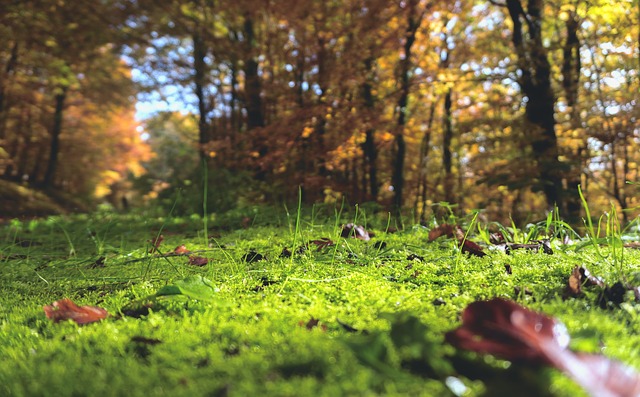 Comment éliminer la mousse dans le jardin