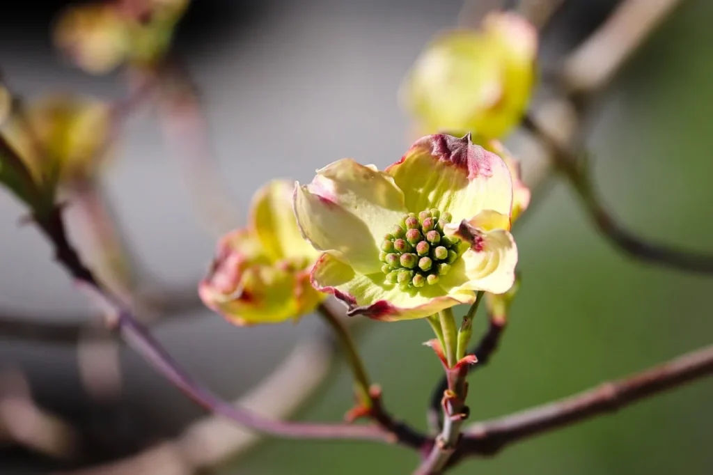 Les Saisons au Jardin : Comment l&rsquo;Écologie Influence la Cuisine