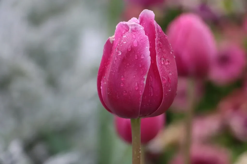 7 façons de cultiver un jardin respectueux des animaux